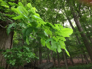 Photo By: Stephen M Young. Photo taken: Orange County, NY on 12 June 2014
